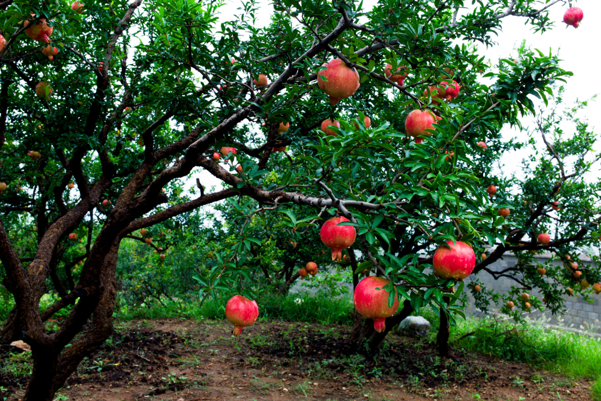 pomegranate tree